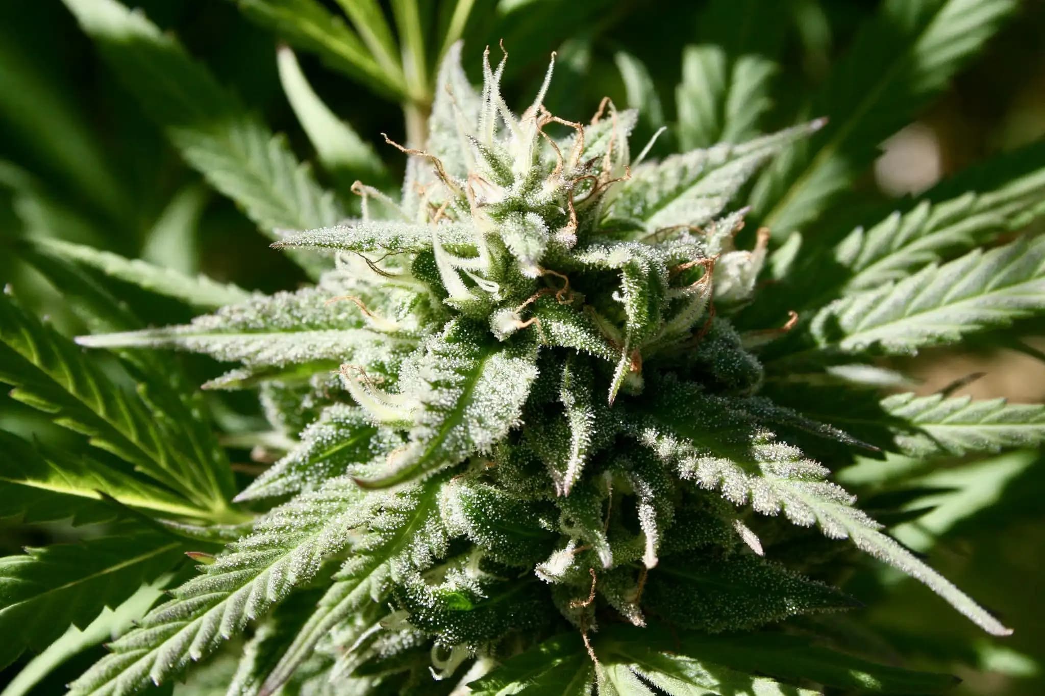 Maine Anti-Cannabis Ballot Initiative Gains Momentum as Local Opposition Mobilizes