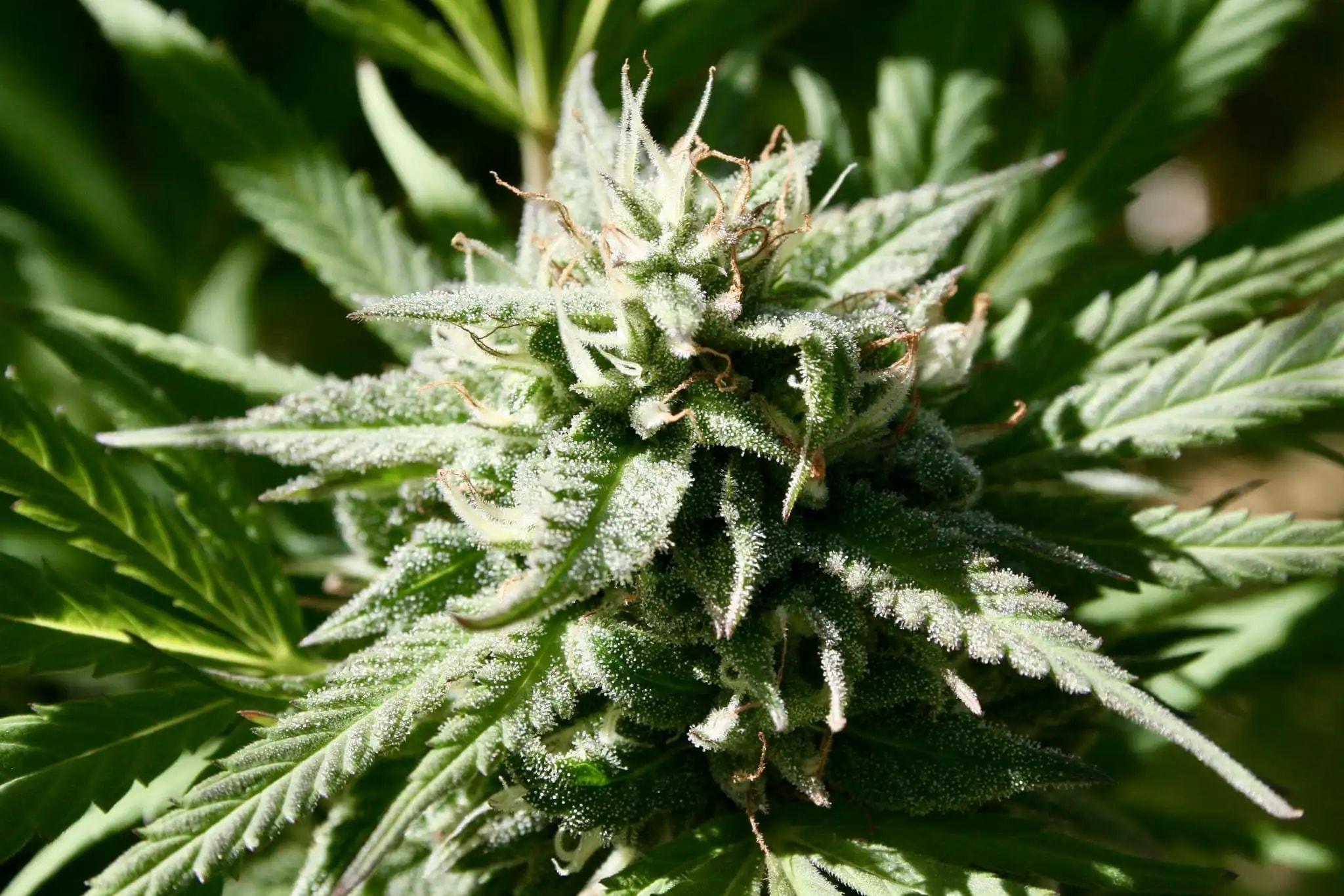 Maine Anti-Cannabis Ballot Initiative Gains Momentum as Local Opposition Mobilizes