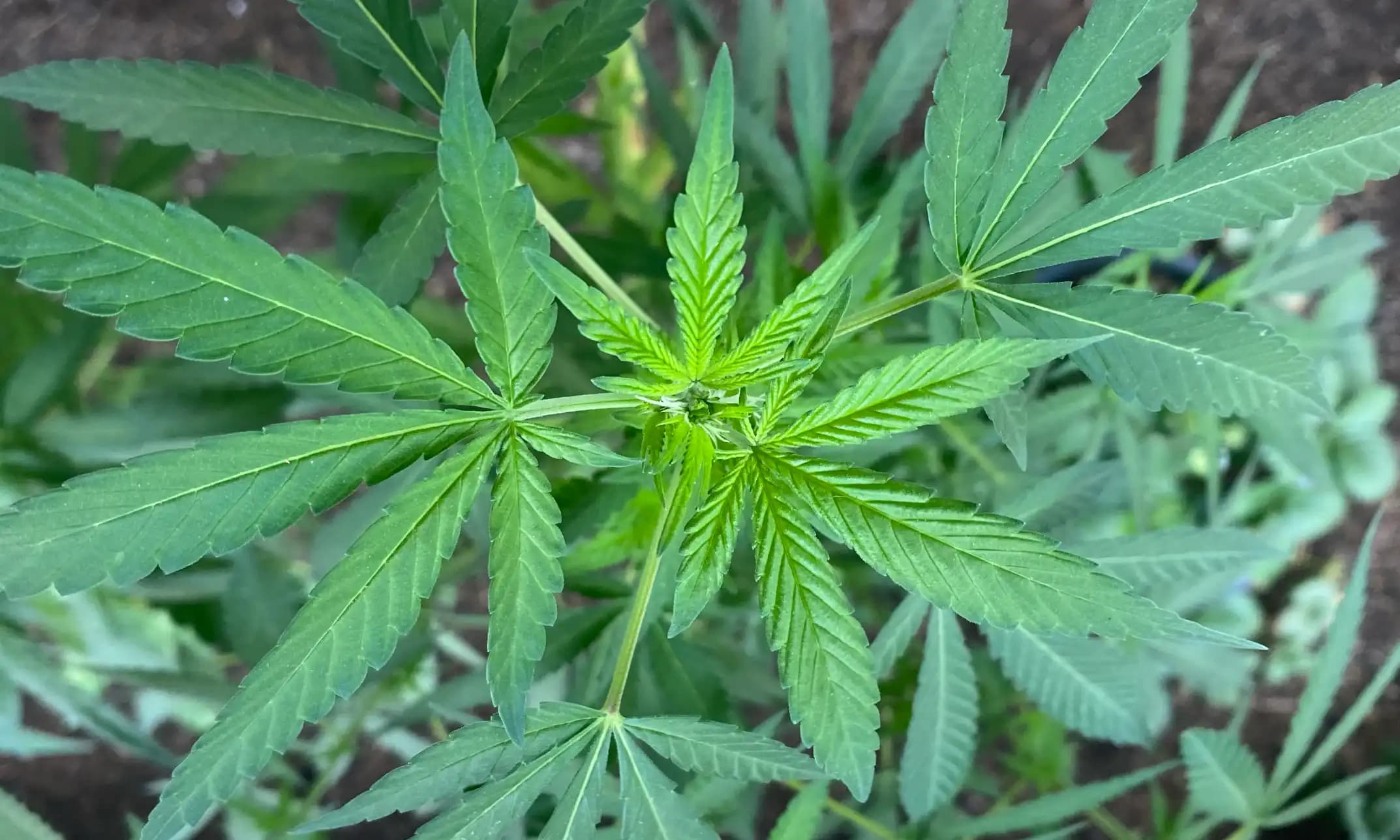 Pennsylvania Senate Rejects Cannabis Control Board Bill but Allows for Reconsideration