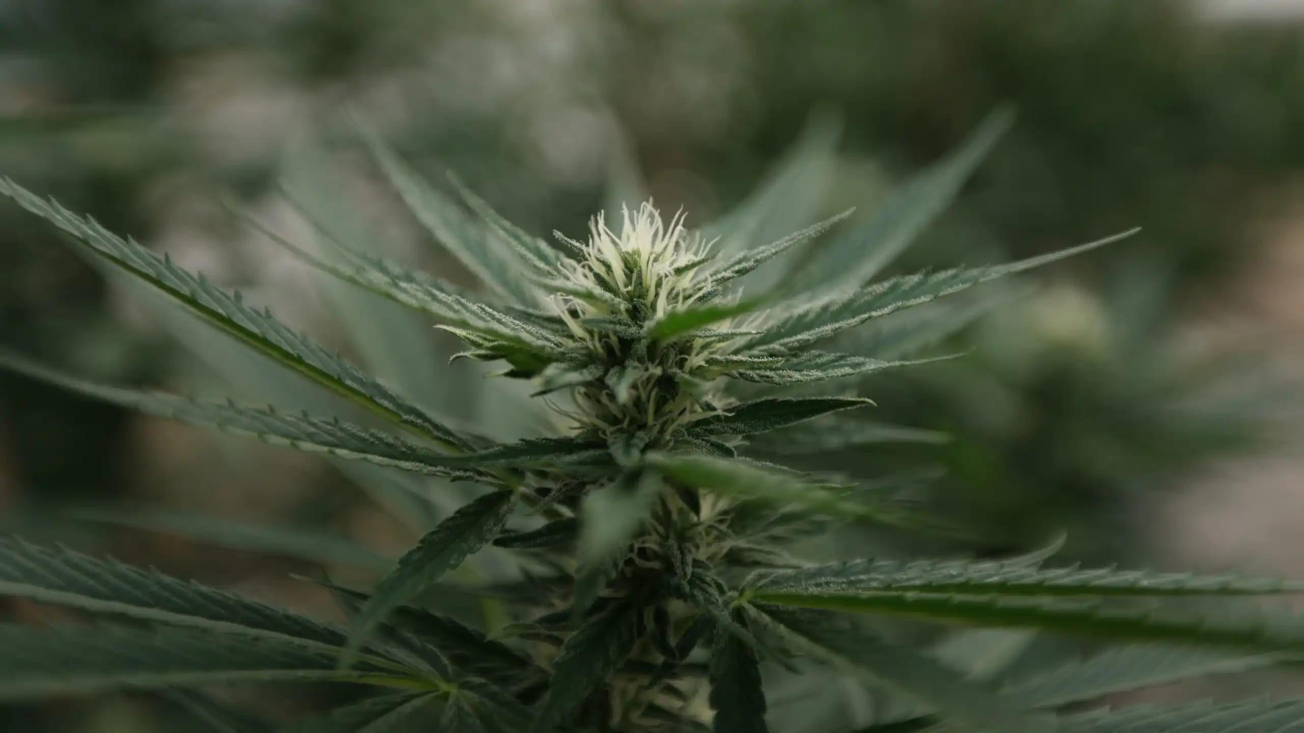 Nebraska Approves First State-Licensed Medical Cannabis Cultivation Amid Regulatory Hurdles