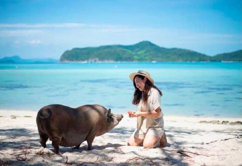 Ko Matsum Pig Island Near Koh Samui Offers Unique Island Experience